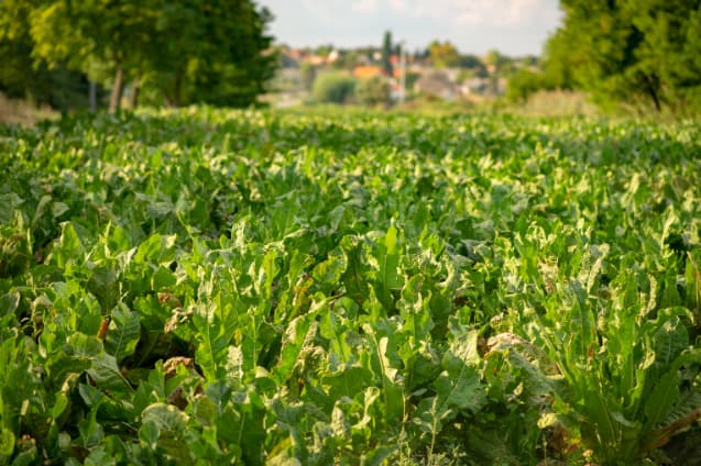 KOCHS Meerrettich-Feld Ansicht 02